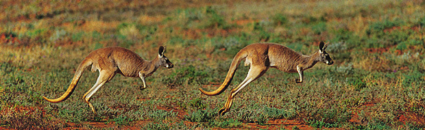 picture of running kangaroos