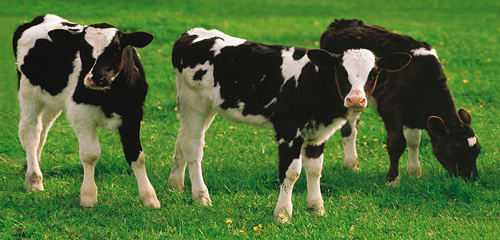 picture of calves